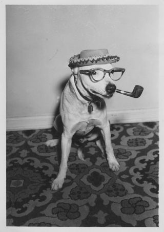 Illustration for article titled Even In The 1900s, Humans Were Obsessed With Photos Of Dogs In Clothes